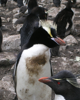 erect-crested-penguin